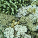 Gili Gede corals