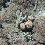 Gili Gede corals